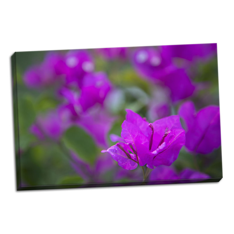« magenta fleuri », reproduction de photo, H 16 po x l 24 po x P 0,75 po, Toile tendue