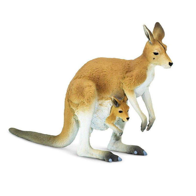 Kangourou avec Joey