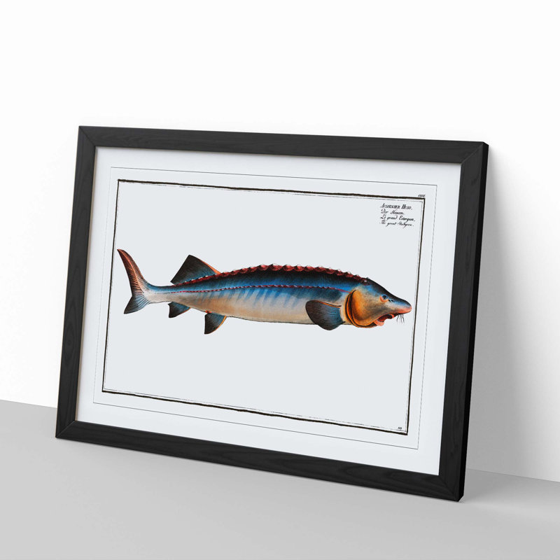 Great Sturgeon Fish by M.E. Bloch - Framed Print, 27cm H x 36cm W x 2cm D, Black Framed