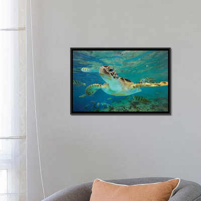 «Green Sea Turtle, Balicasag Island, Philippines II» par Tim Fitzharria, impression sur toile tendue