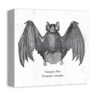" Vampire Bat "