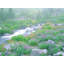 Alpine Meadow and Creek par Bruce Heinemann - photographie de cadre