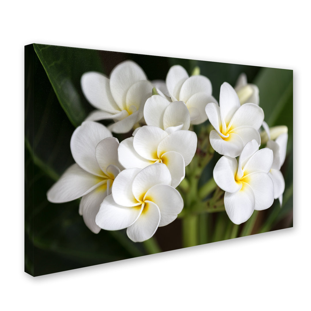 "Plumeria Flowers" by Pierre Leclerc Photographic Print on Wrapped Canvas Trademark Fine Art 