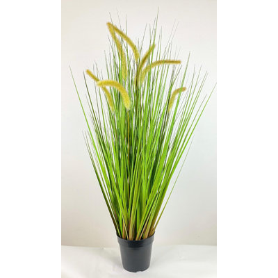 Herbe en pot