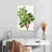 Keiri Carob Tree-108383672