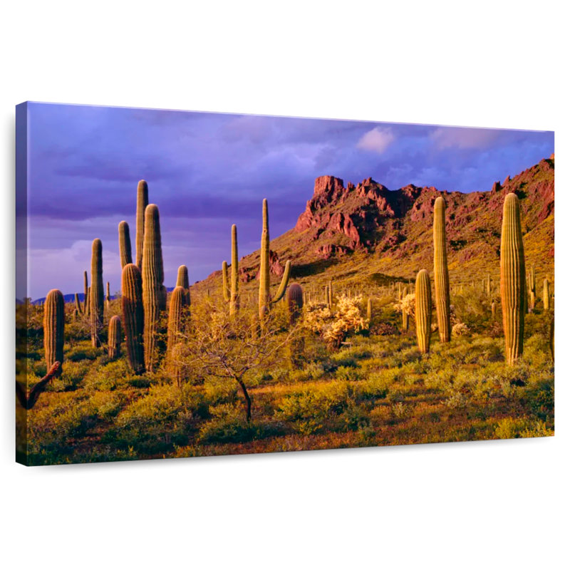 Harnek Arizona Cactus Plants, H 20 po x l 30 po