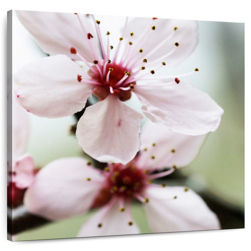 Harnek Cherry Flower, 20" H x 20" W