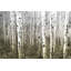 « aspen highlands » par parvez taj,, reproduction de photo sur toile tendue-1847652531