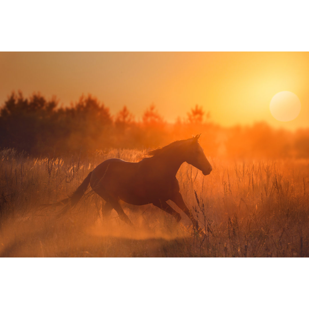 Leinwandbild Horse Run on Sunset Background von Ashva