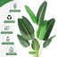 Plant-1534334906-1534334907