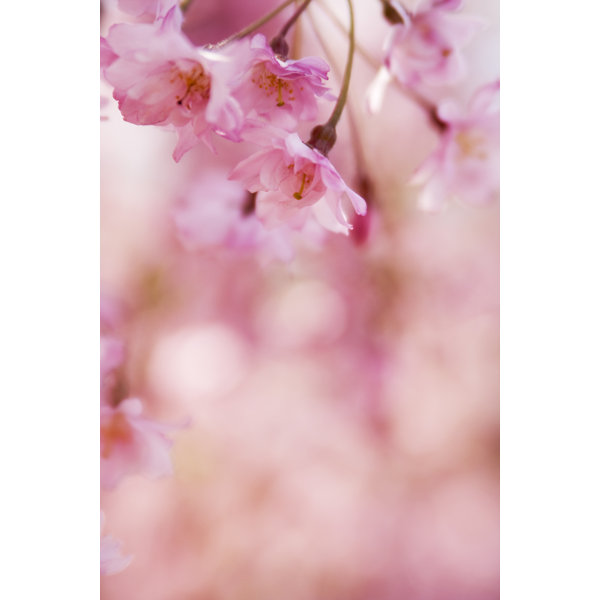 Latitude Run Pink Cherry Blossom by Timsa - Print | Wayfair.co.uk