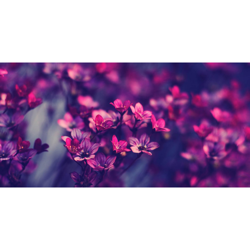 Fleurs mauves, papier peint imprimé sur toile Wallart, H 30 po x l 60 po x P 1,5 po, Toile tendue