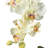 Orchid Arrangement in Vase