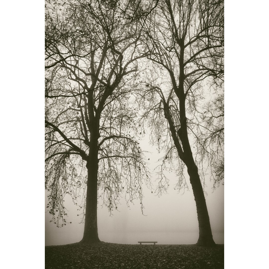 Leinwandbild Trees in Fog II von Jody Stuart