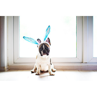 Bulldog With Rabbit Ears by JulPo - No Frame Print on Canvas