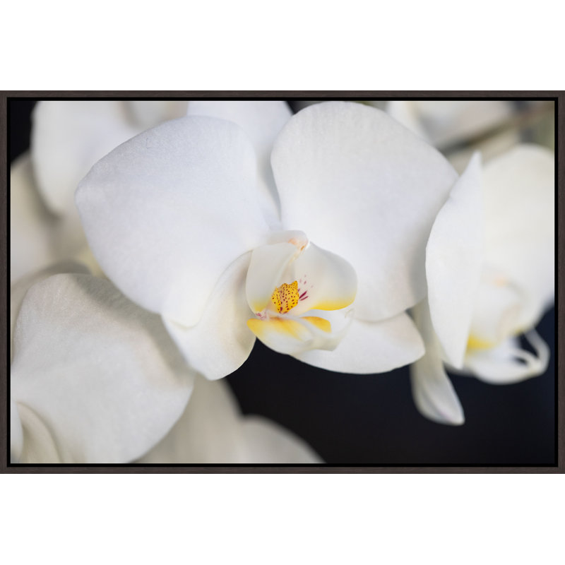 Orchidaceae Series Naples Yellow X Print by Addison Jones, Glass Coat, 25.75" H x 37.75" W x 1.5" D