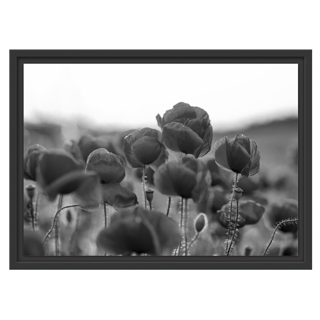 Gerahmtes Wandbild Feuriger Mohn Kunst B&W