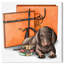 Fancy Doxie - impression-33631686-66641604