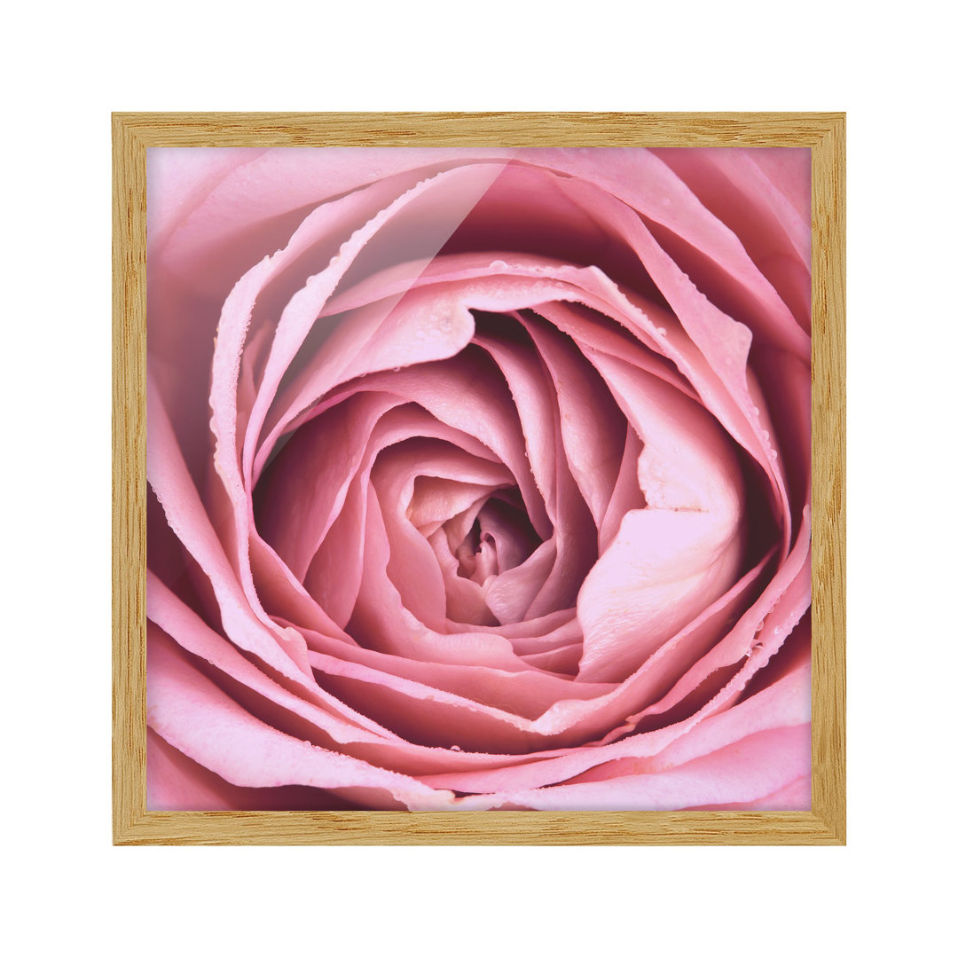 Gerahmtes Poster Pink Rose Flower