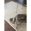 Sheep Of The World Hand Tufted Wool Area Rug in Sheep White-67143586