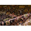 Wool Oriental Area Rug-106952223