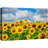 Sunflower " Cloudy Summer Sunflower Field "-99543058