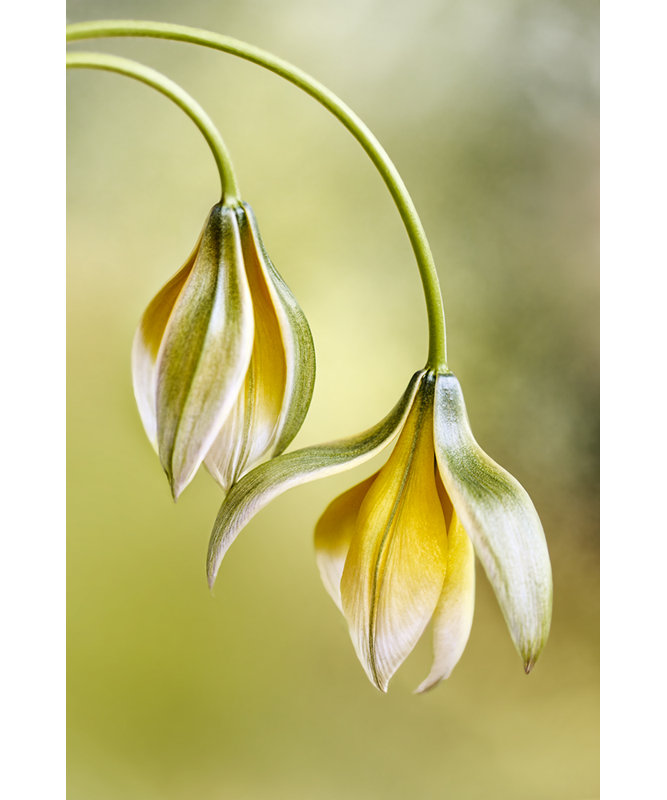 Wrapped Canvas Print, 81.28 cm H x 121.92 cm W
