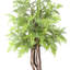 Mountain Fern Tree in Fiberstone Pot