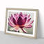 Mesmerising Lotus Flower - Framed Print-493907287-493907306