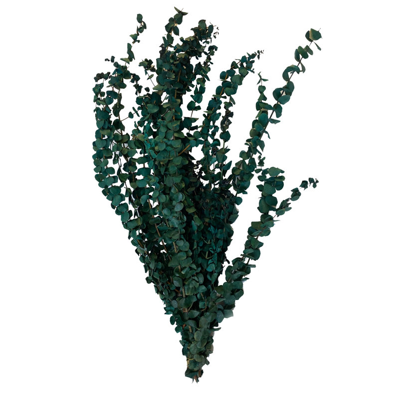 Branche d'eucalyptus préservé 30 po, Vert délavé