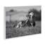 Art mural, "Vache au repos dans l'herbe" par Dakota Diener-1677981489