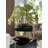 Roberi Arrangement in Pot-338756923-338756922