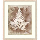 Routt Ferns 1 Painting