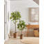 Faux Lemon Tree in Planter-24273043