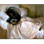 «The Mosquito net» par John Singer Sargent - Art mural sur toile tendue avec châssis