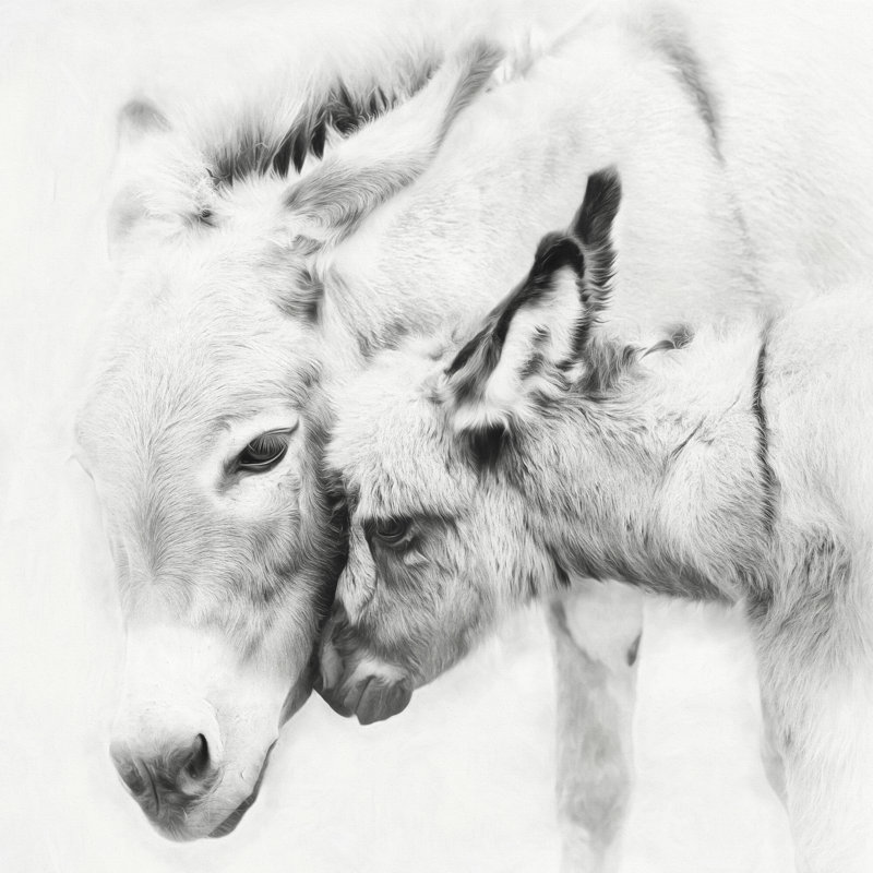 «Donkey Portrait III» par Phburchett - photographie sur toile tendue, H 36 po x l 36 po