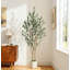 152cm Plant