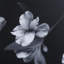 Black And White Flowers Print