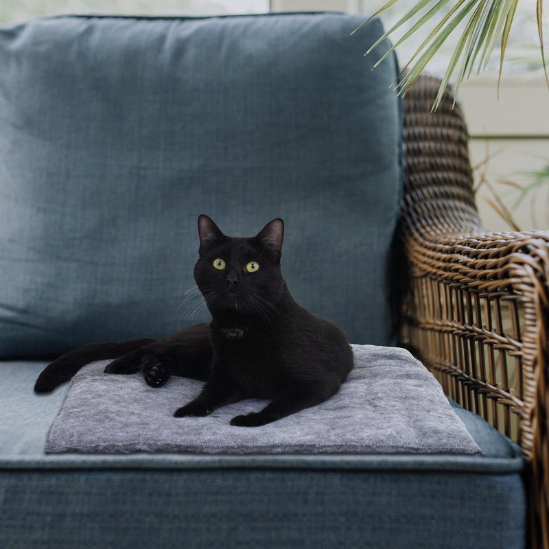 Charcoal Medium Plush Fiberfill Cat Pillow Set