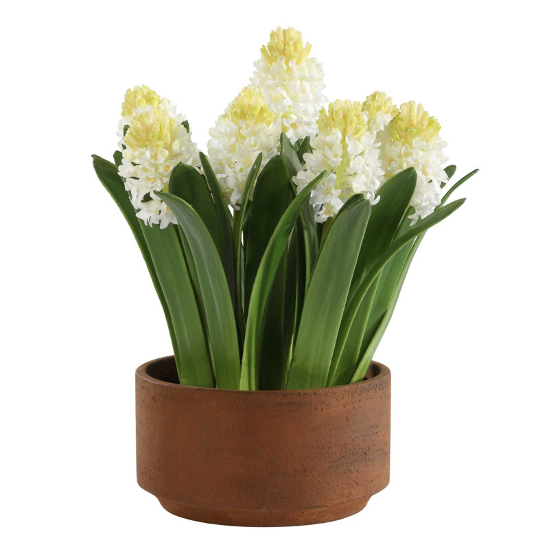 Hyacinthe en pot Uttermost Sincerity