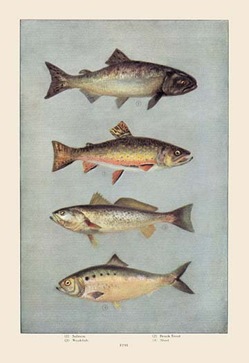 " Fish "