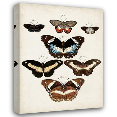 Rosalind Wheeler Vision Studio Gallery Wrapped Canvas Art Titled: Vintage Butterflies II
