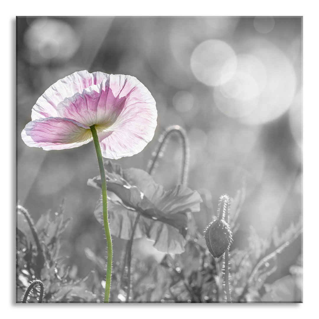 Glasbild Kalifornischer Mohn im Frühling