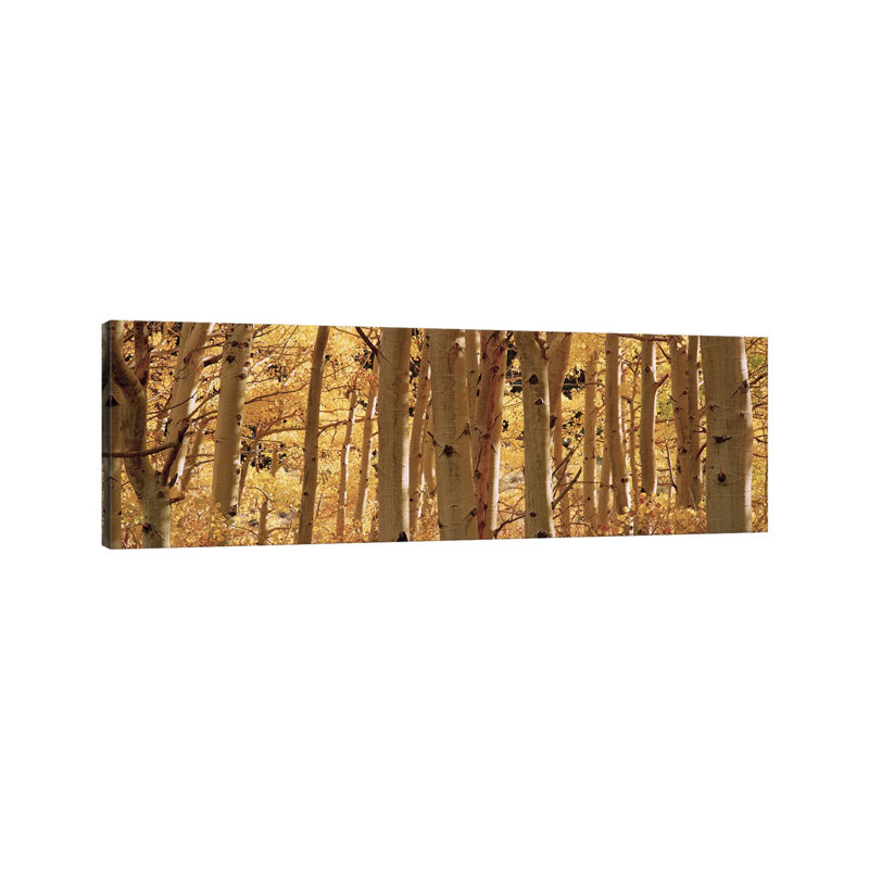 Aspen Trees In A Forest, Rock Creek Lake, California, USA - Wrapped Canvas Panoramic Print