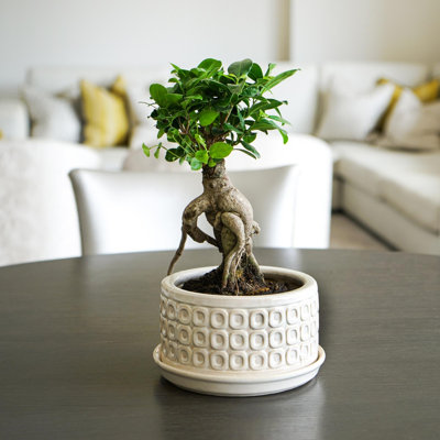 Indoor Glazed Bonsai Planter and Saucer