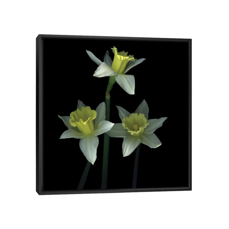 Trio des las trompetas, reproduction de photo sur toile tendue, H 37 po x l 37 po x P 1,5 po, Toile avec cadre noir