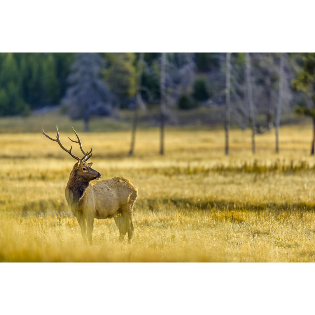 Yellowstone National Park von Don White - Drucken