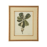 Catesby Bird And Botanical III Print
