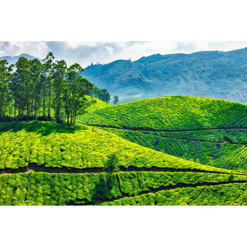 Tea Plantations - Photographie sur toile tendue, H 8 po x l 12 po