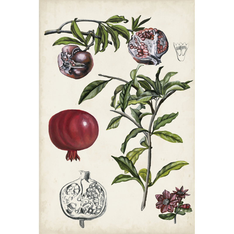 Pomegranate Composition I by Naomi McCavitt - Graphic Art, 122cm H x 81cm W, Black Floater Framed